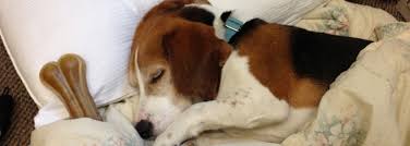 pet sitting wrexham